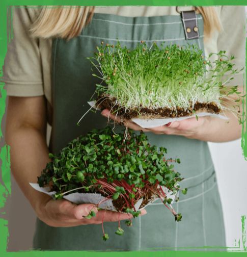 Mastering Microgreens 